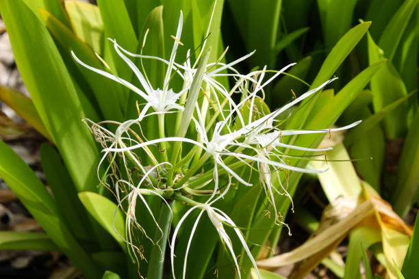 istock The Flower of Alovera 1564409094