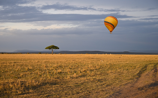 Hot air balloon is flying in the blue evening sky over the African savannah. Kenya.