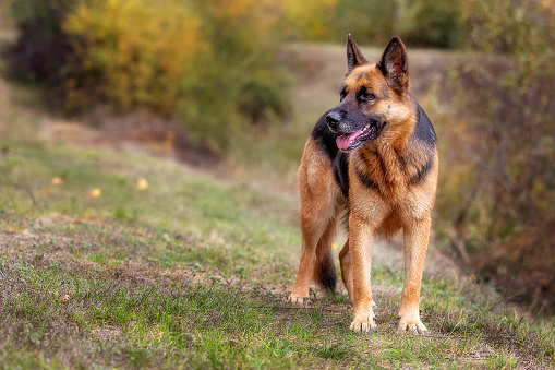 Adorable German shepherd standing in the grass, close-up portrait
