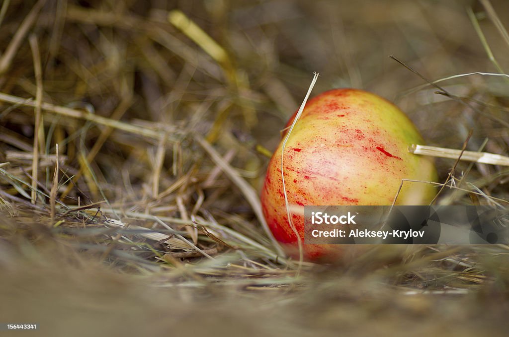 Apple w Senegalu - Zbiór zdjęć royalty-free (Bez ludzi)