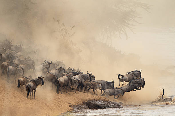 마이그레이션 - wildebeest 뉴스 사진 이미지