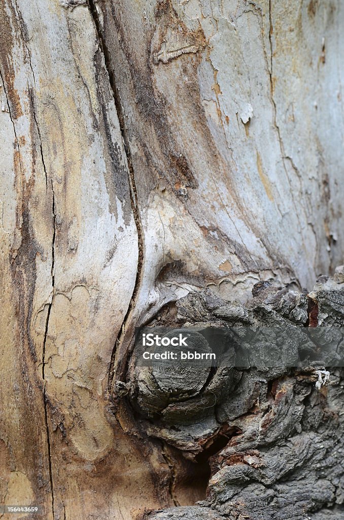 나무줄기 - 로열티 프리 0명 스톡 사진