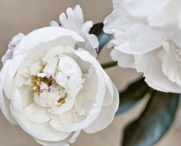istock close up of a peony in white after light color editing 1564441416