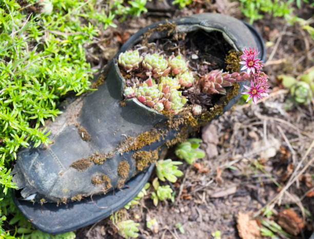 closeup of a blooming succulent in an old shoe - round toe shoes imagens e fotografias de stock