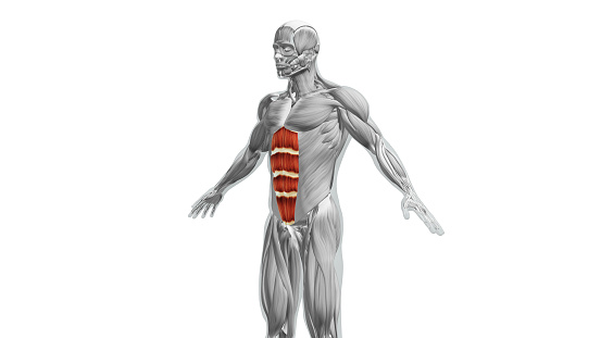 The abdominal muscles, commonly referred to as the abs, are a group of core muscles located in the abdomen. They play a crucial role in supporting the spine, maintaining posture, and facilitating movements involving the trunk. The abdominal muscles are divided into several layers, each with specific functions.