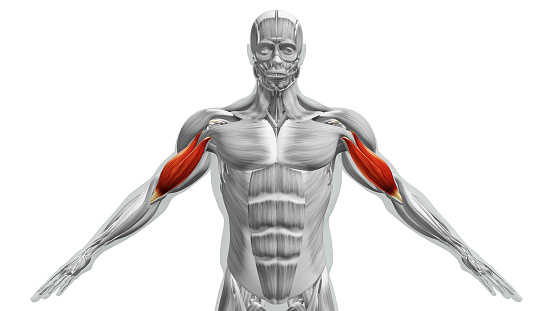 The biceps muscles are a group of two muscles located in the upper arm. They are responsible for various movements involving the elbow and shoulder joints.
