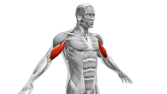 The biceps muscles are a group of two muscles located in the upper arm. They are responsible for various movements involving the elbow and shoulder joints.