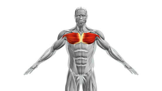 The chest muscles, specifically the pectoralis major and pectoralis minor, are important muscles located in the anterior (front) part of the chest. They play a significant role in various upper body movements, particularly those involving the shoulder and arm.
