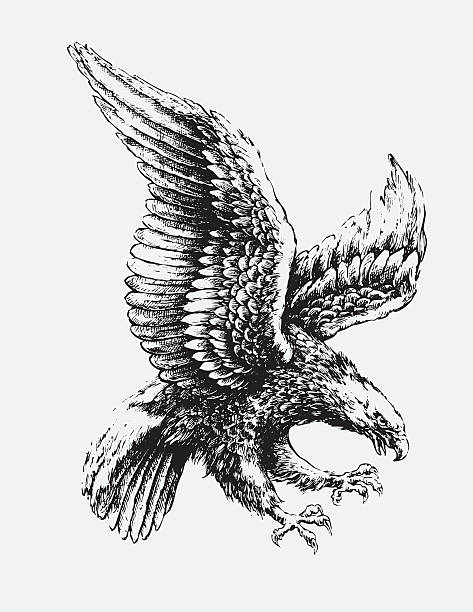 Swooping Eagle Hand drawn, cross-hatched, vector illustration of a swooping eagle. eagles stock illustrations
