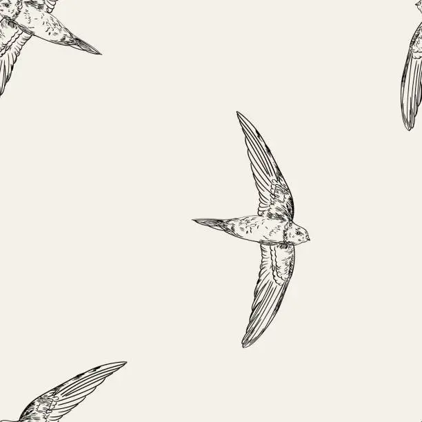 Vector illustration of Vintage pattern with little swift birds. Monochrome vector background in doodle asian style.