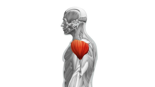 anatomy of the deltoid muscles - deltoid imagens e fotografias de stock