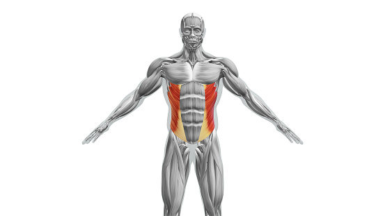 The external oblique muscles are a pair of broad, superficial muscles located on the lateral sides of the abdomen. They are the largest and most superficial of the abdominal muscles and play a significant role in various movements involving the trunk.