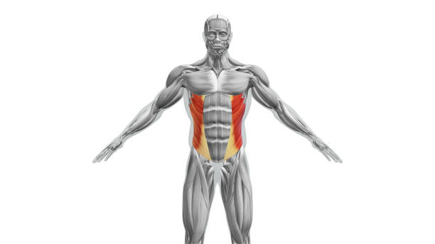 anatomia dos músculos oblíquos externos - external oblique - fotografias e filmes do acervo