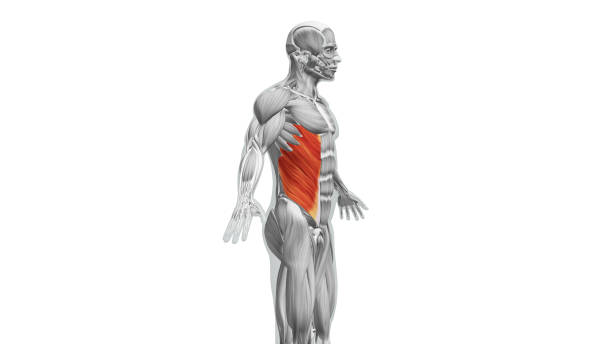 istock Anatomy of the External Oblique Muscles 1564460070