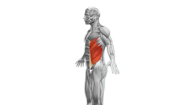 istock Anatomy of the External Oblique Muscles 1564460071