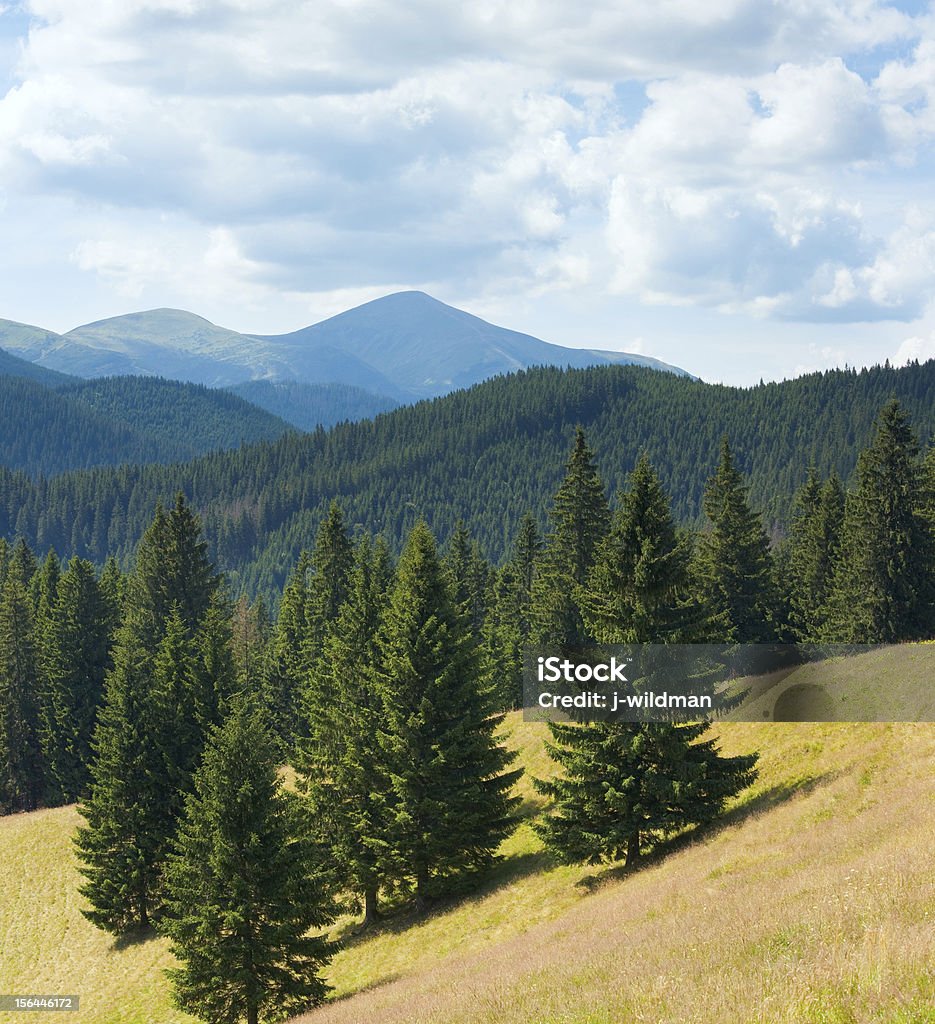 Paysage de montagne d'été - Photo de Arbre libre de droits