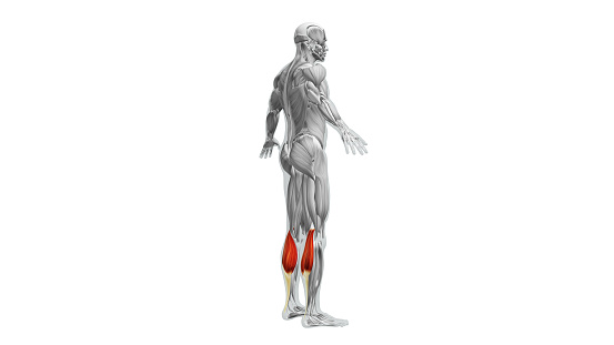 The gastrocnemius muscles, commonly referred to as the calf muscles, are a pair of powerful muscles located in the back of the lower leg. They are the most superficial muscles of the calf and play a crucial role in various movements involving the ankle and knee joints.