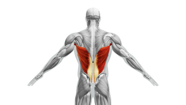 anatomía de los músculos dorsal ancho - deltoid fotografías e imágenes de stock