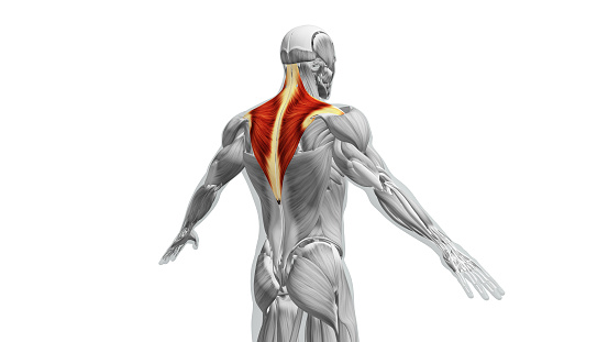 The trapezius muscles, commonly known as the traps, are a pair of large, triangular-shaped muscles located in the upper back and neck region. They are among the most prominent muscles of the upper body and play a crucial role in various movements involving the shoulders and neck.
