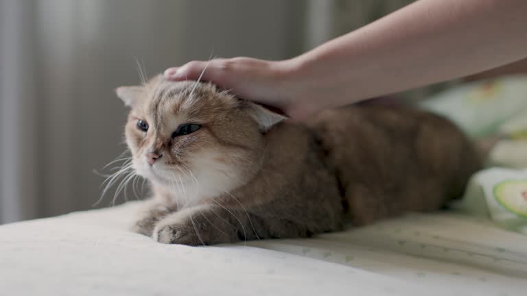 A woman's hand is stroking a British cat, lying relaxed on the bed. The pleasure of interacting with animals. The cat is happy and purrs.