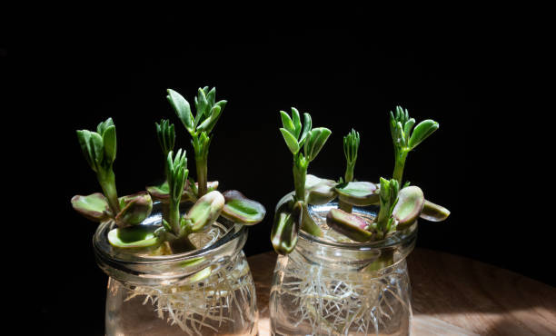 istock Green leafy plants in a vase, hydroponic plants 1564486730