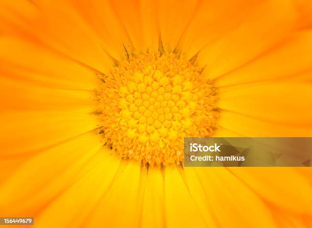 Gerbera - Fotografias de stock e mais imagens de Amarelo - Amarelo, Beleza natural, Botânica - Ciência de plantas