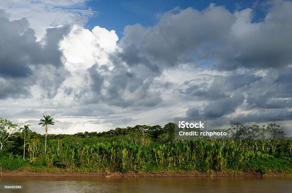 Peruvian Amazonas - Photo de Arbre libre de droits