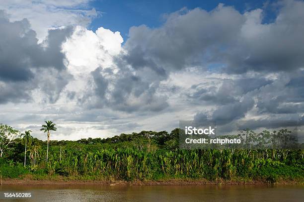 Photo libre de droit de Peruvian Amazonas banque d'images et plus d'images libres de droit de Arbre - Arbre, Arbre tropical, Ciel orageux