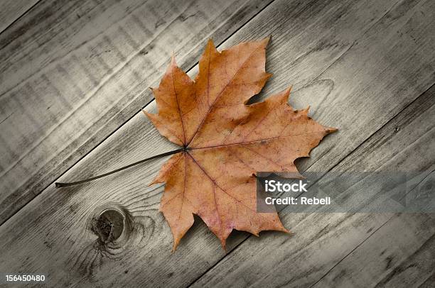 Ahornblatt 0명에 대한 스톡 사진 및 기타 이미지 - 0명, 가을, 단풍나무속