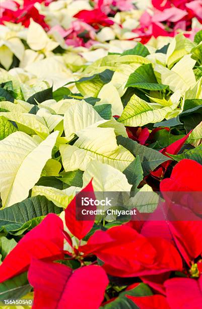 Photo libre de droit de Poinsettias Coloré banque d'images et plus d'images libres de droit de Blanc - Blanc, Décoration de Noël, En rang