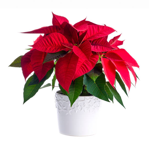 olla de red flor de nochebuena - poinsettia flower potted plant plant fotografías e imágenes de stock