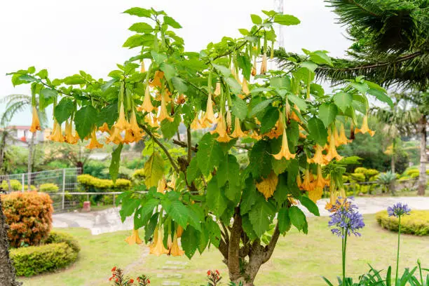 Brugmansia suaveolens, Brazil's white angel trumpet, also known as angel's tears and snowy angel's trumpet.  is a species of flowering plant in the nightshade family Solanaceae