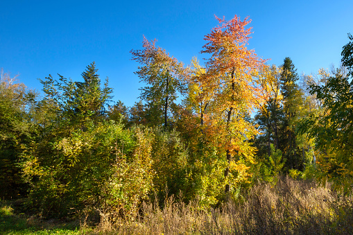 Nature background with bright yellow, red and green colorful autumn leaves on trees