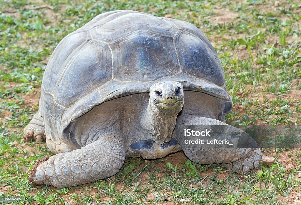 Tartaruga gigante de Aldabra (Aldabrachelys gigantea) - Royalty-free Animal Foto de stock