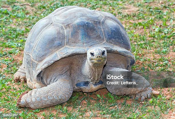 Tartaruga Gigante De Aldabra - Fotografias de stock e mais imagens de Animal