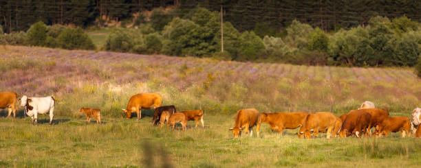 istock Herd of cows at summer green field banner 1564525581