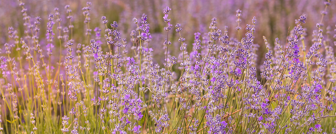Violet purple lavender field close-up banner. Flowers selective focus, blur background
