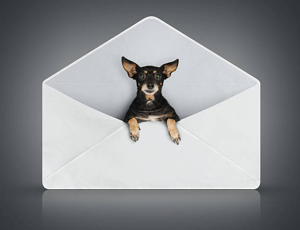 istock Funny dog in post cover 156453450