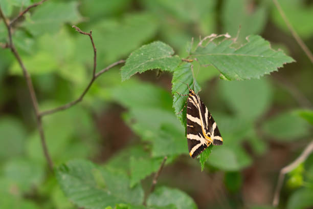 Euplagia quadripunctaria on a green leaf