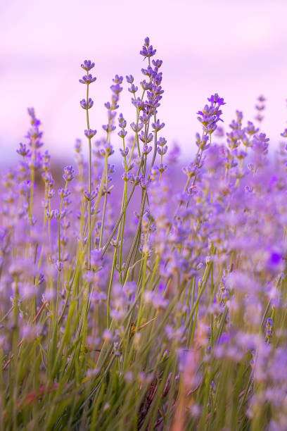 istock Lavender flowers close-up on sky background 1564538629