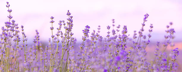 istock Lavender flowers close-up on sky banner background 1564538631