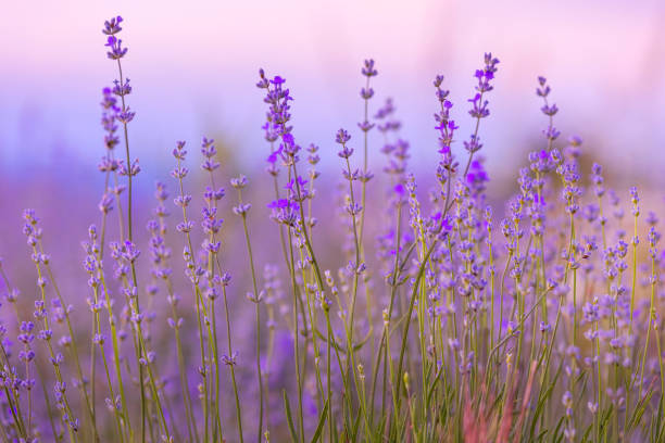 istock Lavender flowers close-up on sky background 1564538638