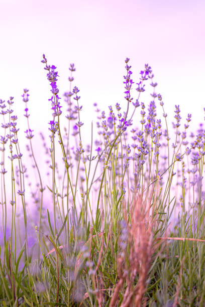 istock Lavender flowers close-up on sky background 1564538697