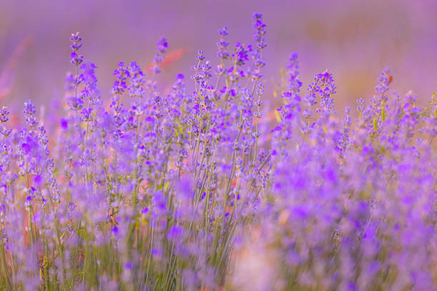 istock Lavender flowers close-up on blurred background 1564538713