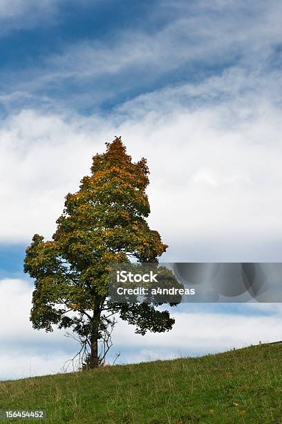 Única Árvore De Outono Prado Com Céu Na Colina - Fotografias de stock e mais imagens de Amarelo - Amarelo, Ao Ar Livre, Azul
