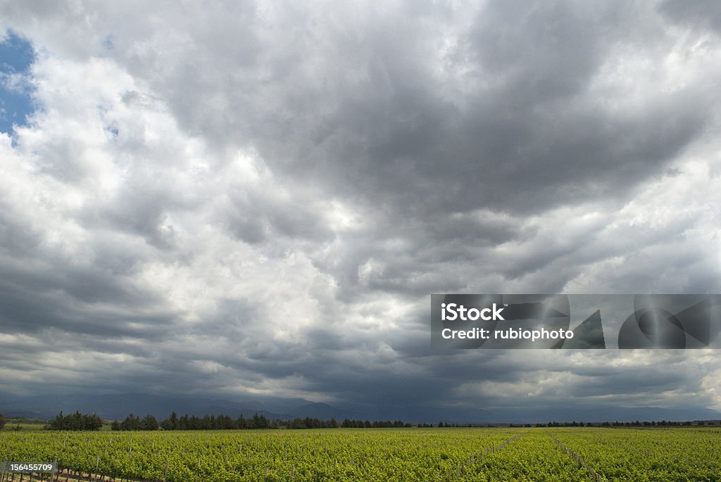 Tempestuosa céu sobre vinha - Royalty-free Agricultura Foto de stock