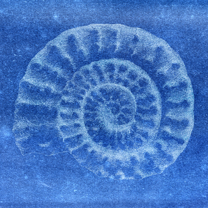 Old vintage style cyanotype of a Ammonite fossil, flat spiral pattern