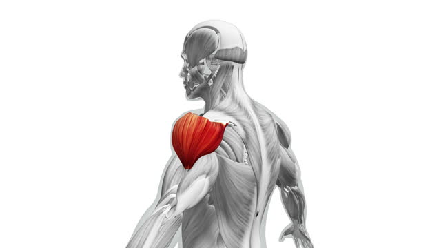 Anatomy of the Deltoid Muscles