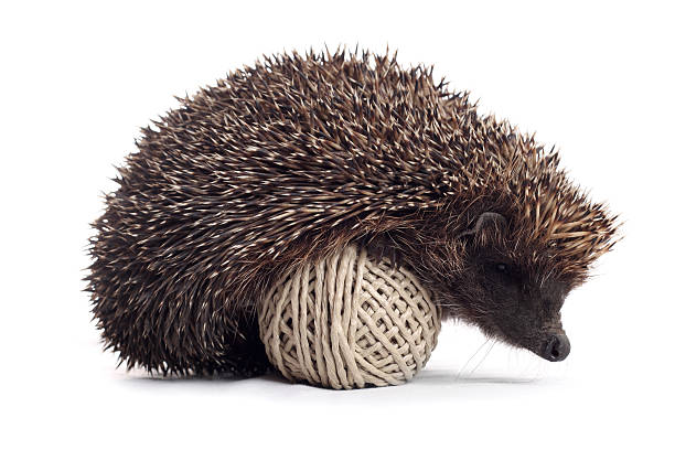 hedgehog stock photo