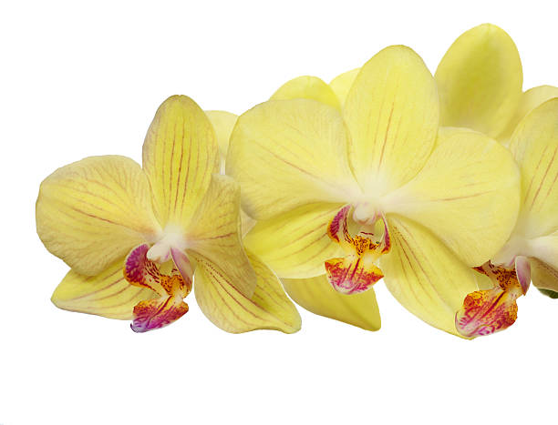 istock bright gold orchid flowers isolated on white 156457463
